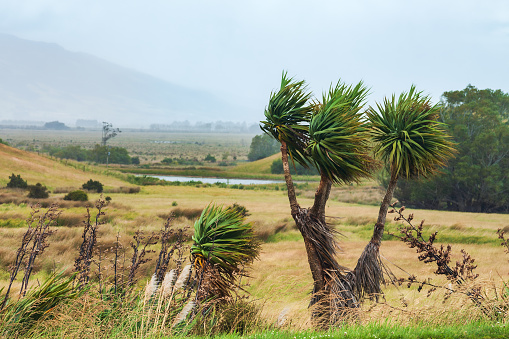 Yucca plants blown by strong wind during a hurricane in Otago South Island New Zealand