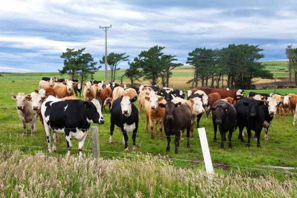 istock Rree range cattle in a pasture New Zealand 1495850225