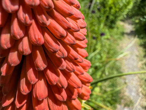 Red hot poker bloom - kniphofia stock photo