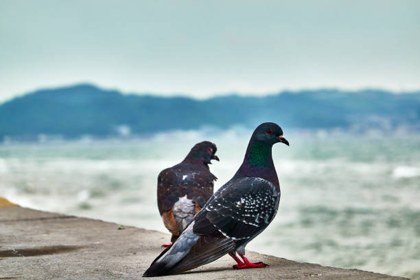 istock Bird by the sea in the morning 1495851062