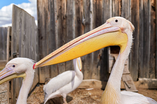 Pelican bird, blurred wooden farm fence background, more birds near, closeup detail to large beak.