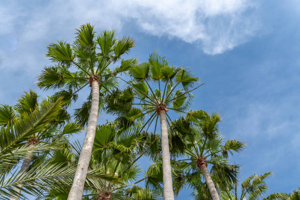 istock Palm trees on a sunny day with blue sky 1495851375