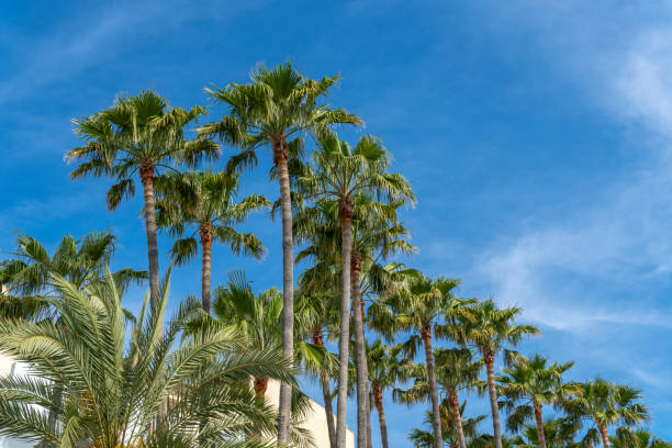 istock Palm trees on a sunny day with blue sky 1495851401