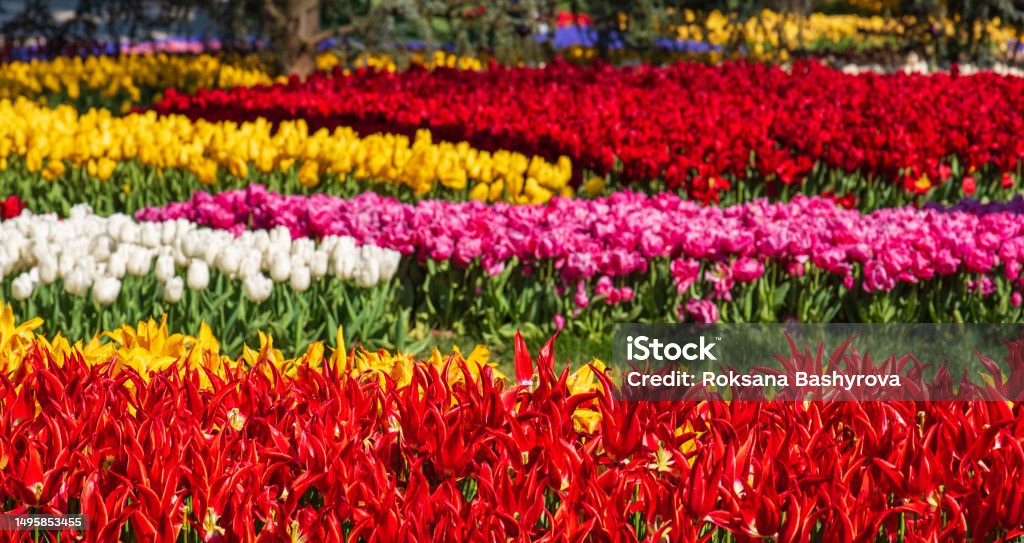 Emirgan Park, Istanbul Beautiful colorful flowers at traditional Tulip Festival in Emirgan Park, a historical urban park at springtime, spring travel background Agricultural Field Stock Photo