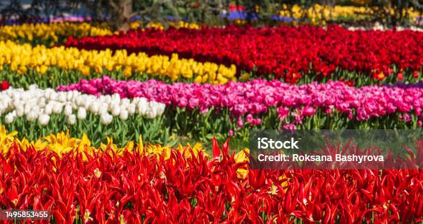 Emirgan Park Istanbul Stock Photo - Download Image Now - Agricultural Field, April, Awe