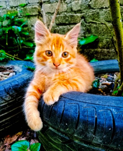 Ginger cat relaxing in the garden