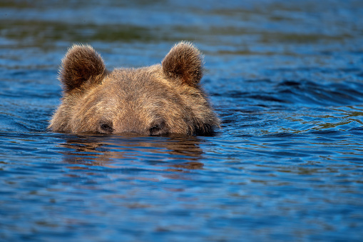 A bear swimming with only its head above water in a lake in Northern Finland in a forest near Kumho – Finland