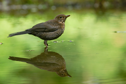 Young blackbird bathing