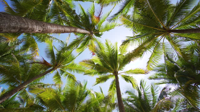 Coconut palm trees leaf bottom view sun green leaf Panorama blue sky summer. copy space