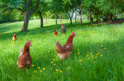 The idyllic life in the countryside. A small happy flock of chickens on an organic farm. (Freerange chicken)