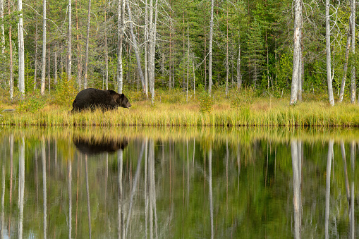 A Bear walking on a lake with autumn colors in the backgriund reflections in a forest near kumho in Finland