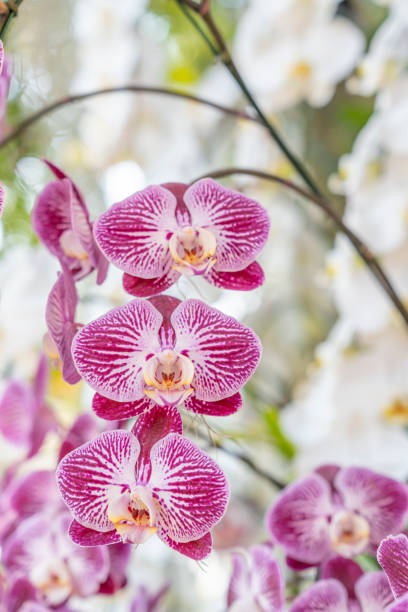 istock The pink and white moon orchids. Also known as a moth orchid. Botanical name: Phalaenopsis Aphrodite 1495858090