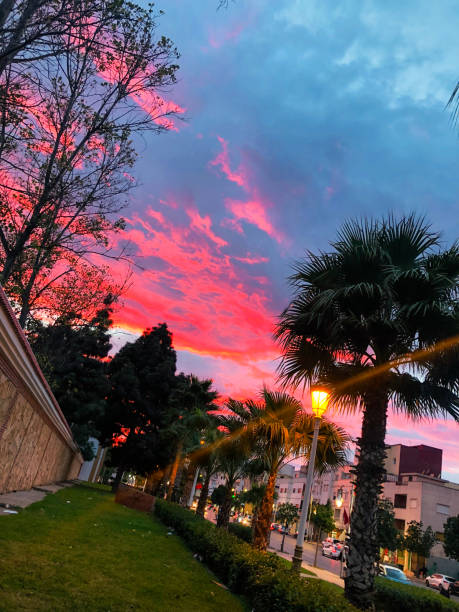 istock Garden with a palm tree overlooking the street 1495858202