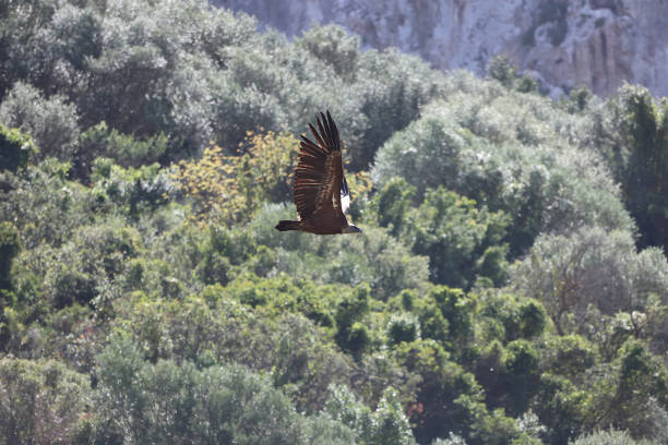 istock Eurasian Griffon Vulture - Andalusia, Spain 1495860065