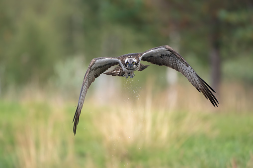 Great gray owl, strix nebulosa, flying in the morning light. Rare bird of prey.