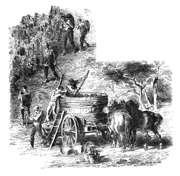 illustrazioni stock, clip art, cartoni animati e icone di tendenza di vendemmia in vigna 1857 - wine grape harvesting crop