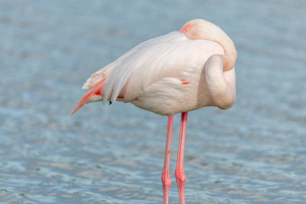 istock Greater Flamingos (Phoenicopterus roseus) sleeping in a swamp in spring. 1495865034
