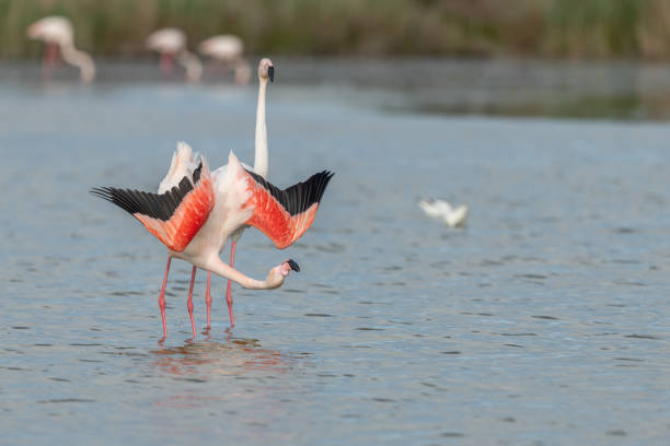 istock Greater Flamingos in courtship (Phoenicopterus roseus) in a swamp in spring. 1495865071