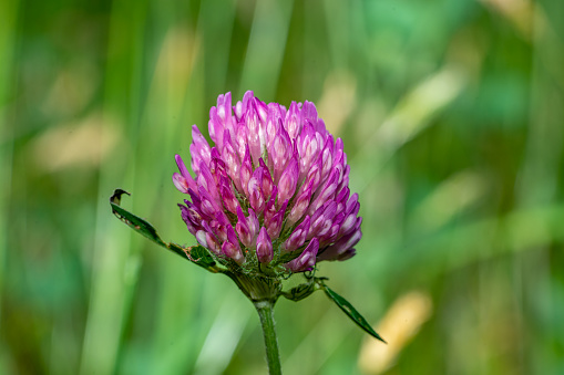 Despite the constantly changeable weather, wild flowers such as this Scottish or Milk Thistle bloom and cultivated blooms appear in a multitude of colours to brighten the dramatic landscape of the Somerset Levels and steep ridges of the outdoors countryside scenery during summer in Somerset, England, UK