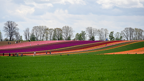 Korschenbroich, Germany, April 23, 2023 - Dozens of people marvel at the blooming tulip fields on the Lower Rhine near Schuss Dyck