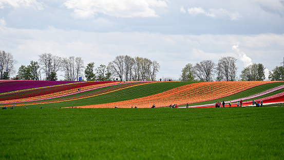 Korschenbroich, Germany, April 23, 2023 - Dozens of people marvel at the blooming tulip fields on the Lower Rhine near Schuss Dyck