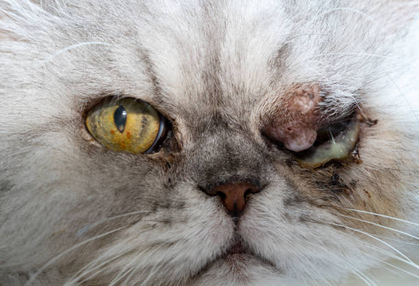 istock portrait of a sick cat on the eye 1495866647