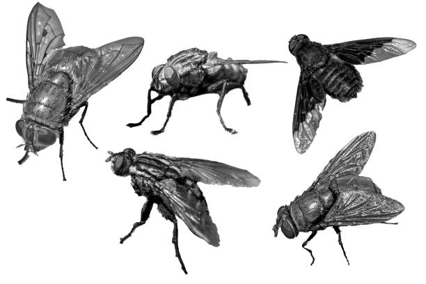 istock set of flys insects isolated background 1495866652