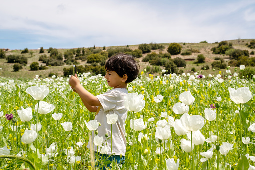 Cute little boy taking pictures of white poppies in the field
