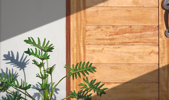 Luz del sol y sombra en la superficie de la planta Philodendron Xanadu cerca de la puerta de madera de la casa vintage photo