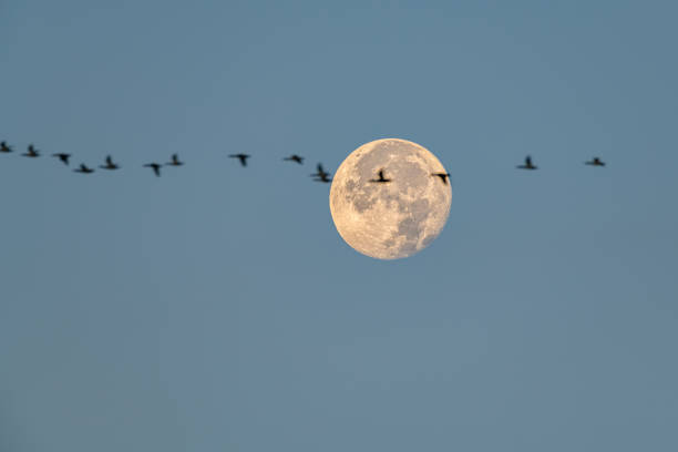 istock Flock of birds flying past full moon 1495869385