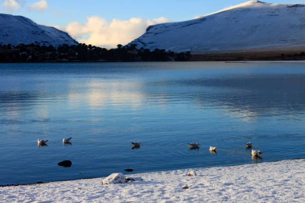 small birds, ducks on the shore of lake Caviahue, Neuquén, Argentina, with snow on the ground and snow-capped mountains in the background, patagonia stock photo