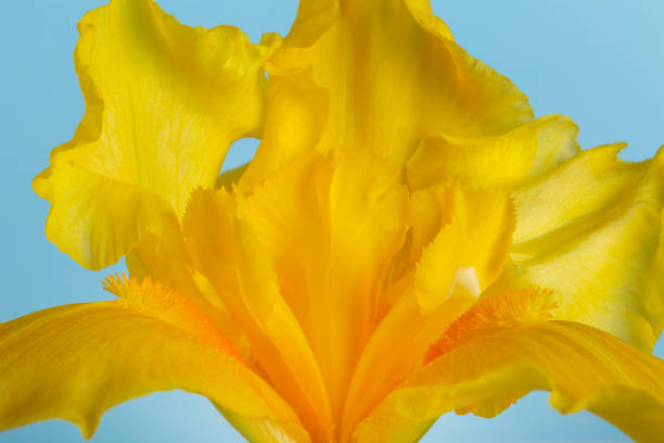 istock yellow iris flower on a blue background for designers. 1495870265