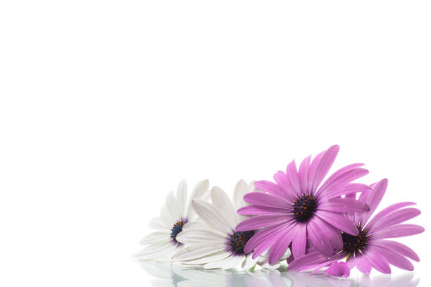 Flower Series : Macro Shot of Gerbera flowers with blurred floral background. Macro Shot of Gerbera bud. Side view of pink flowers. Close Up on petals of fresh daisy-gerbera.
