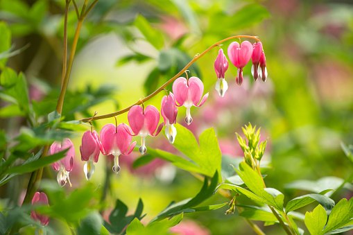 Dicentra spectabilis taken in South Korea