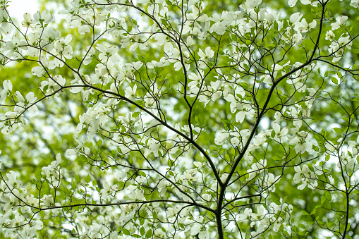 Dogwood in blossom