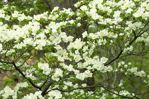 White flowers on the roadside tree in summer