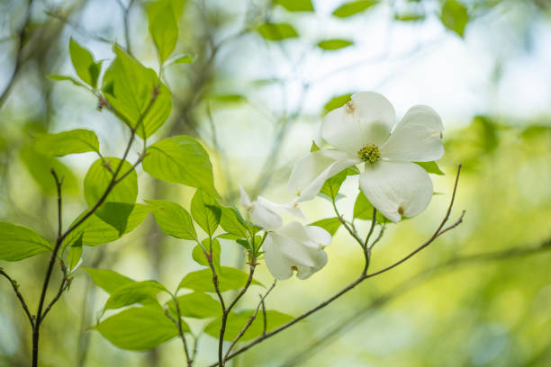 istock Dogwood in blossom 1495872701