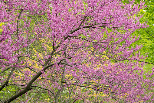 Trees on a small hillside in a Cleveland Ohio park are covered in cherry blossoms