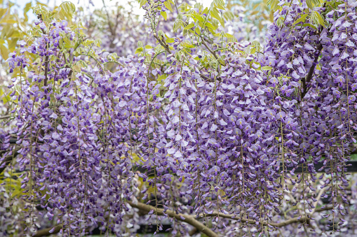 Vinca minor lesser periwinkle blue purple ornamental flowers in bloom, common periwinkle flowering plant, creeping flowers