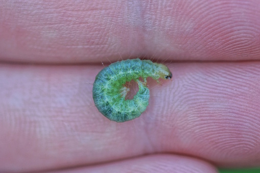one small green caterpillar lies on the gray skin of the fingers on the hand