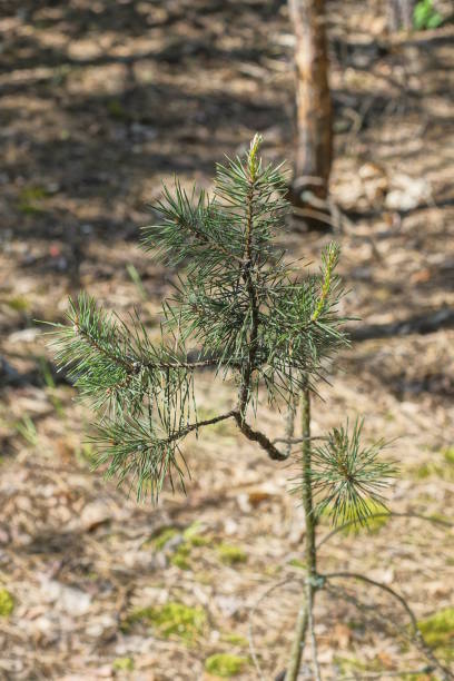 istock one small gray tree pine sprout with green coniferous branches and long cones 1495874603