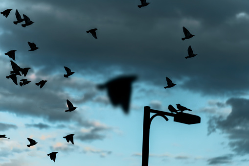 Many seagulls birds flying against the colorful sky above the street light , Sunset  in yokohama,