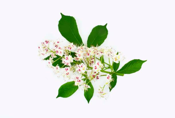 istock Chestnut flower or Aesculus hippocastanum, Conker tree with leaves isolated on white background. 1495877976