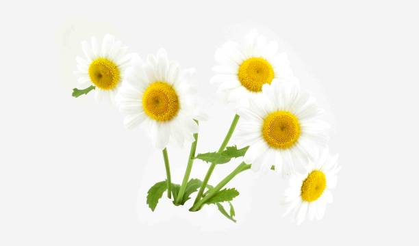 istock Bouquet of white camomiles isolated on white background. 1495878003