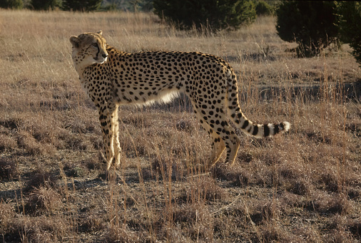 The cheetah (Acinonyx jubatus) is a large cat native to Africa and Southwest Asia (today restricted to central Iran)