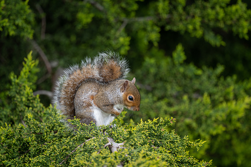 Red squirrel eating while sitting on a tree branch in woodland on an Autumn day in Scotland