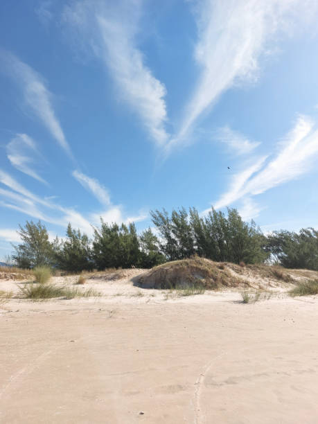 istock trees in the dunes with blue sky and clouds 1495879891
