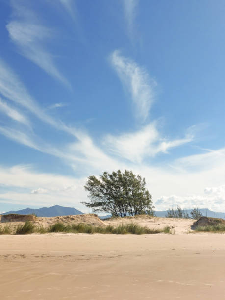 istock trees in the dunes with blue sky and clouds 1495879908