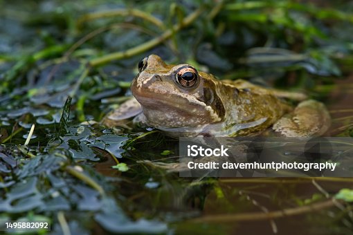 istock Common Frog (Rana temporaria) 1495882092