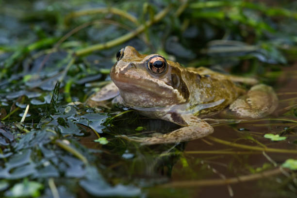żaba zwyczajna (rana temporaria) - lap pool zdjęcia i obrazy z banku zdjęć